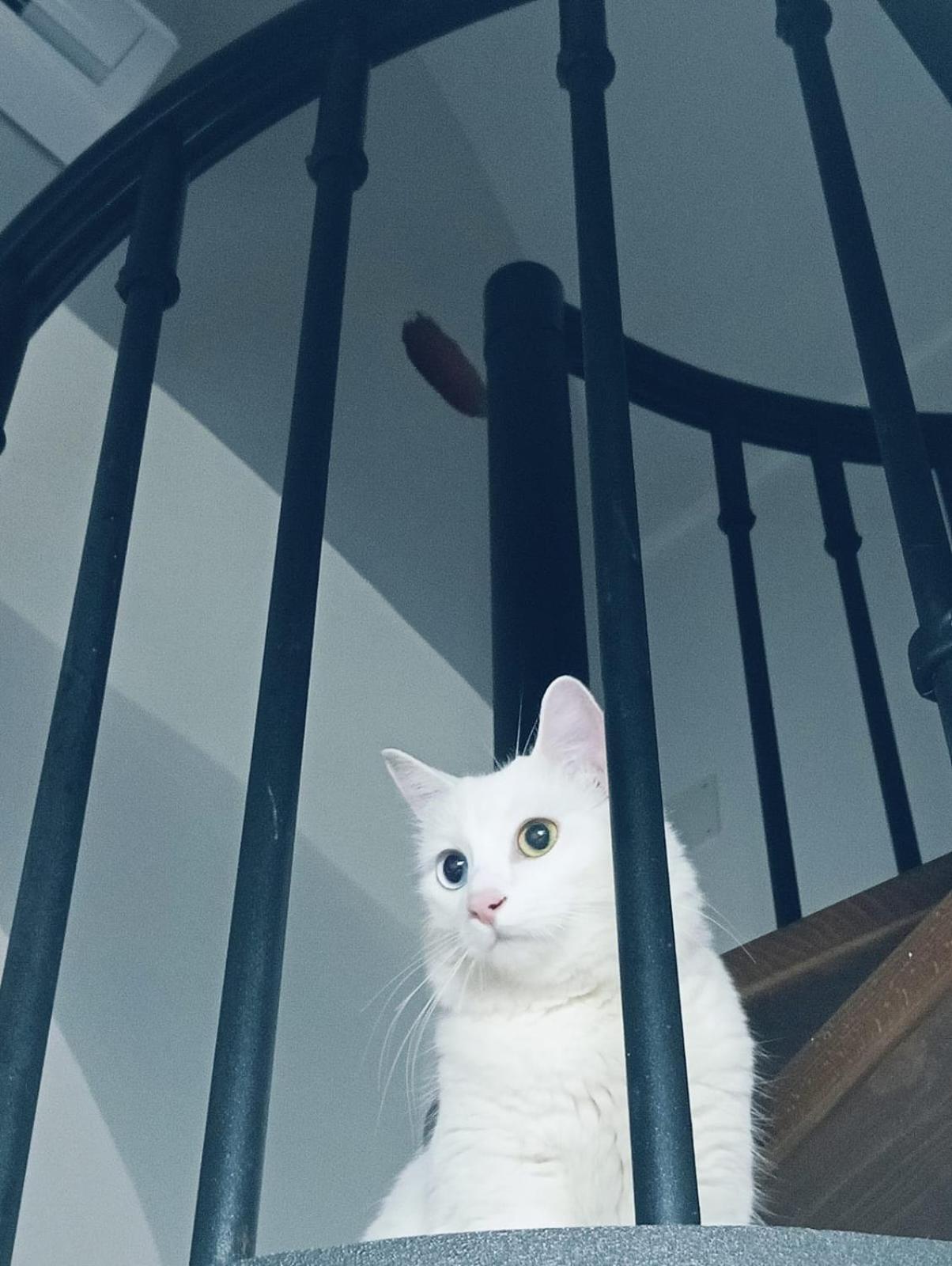 הוילה נאפולי The White Cat מראה חיצוני תמונה